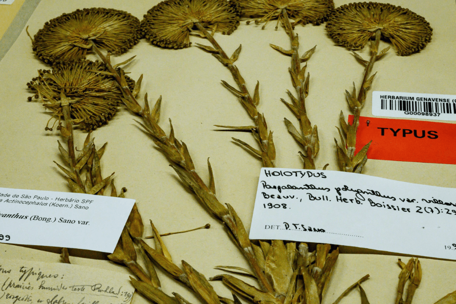 planche d'herbier fleurs séchées du Jardin botanique de Genève