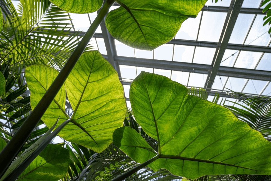 feuilles tropicales dans une serre du Jardin botanique de Genève