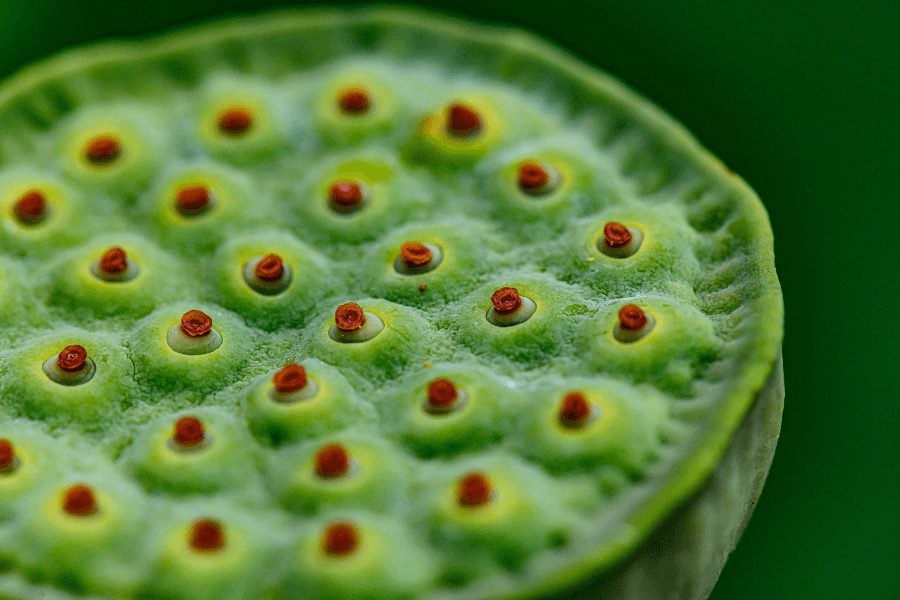 nénuphar vert avec des points rouges