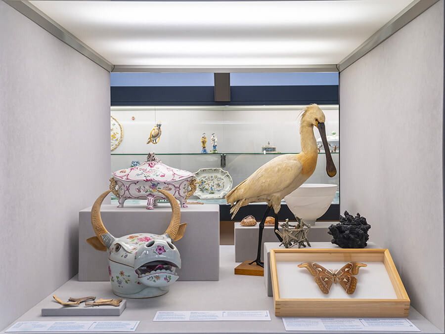 Image d'une vitrine comprenant la tête d'une vache en céramique, un échassier, un papillon dans une vitrine et une soupière en céramique au Muséum d'histoire naturelle