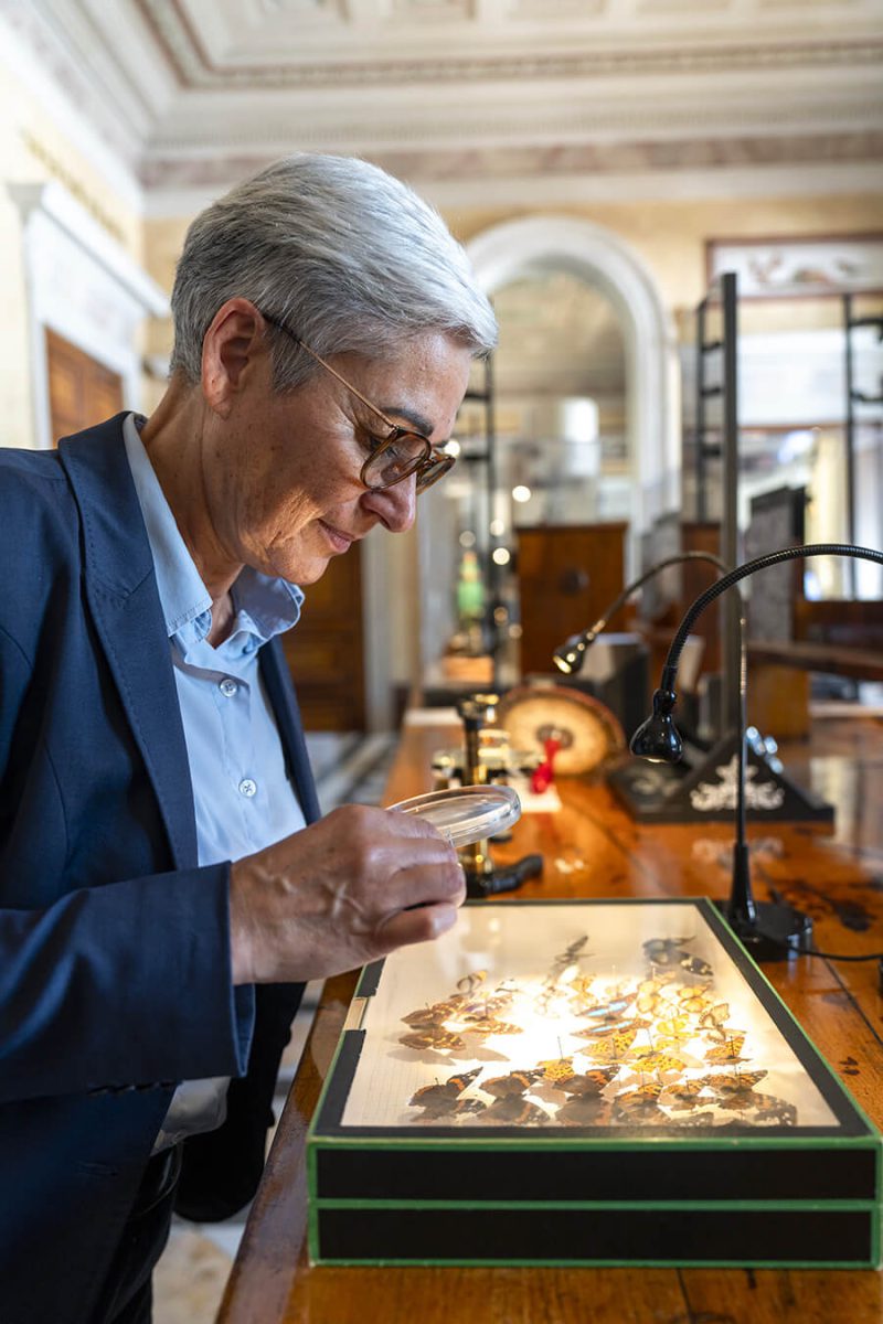 Femme au cheveux courts et blancs portant des lunettes regarde avec un loupe des papillons dans une vitrine