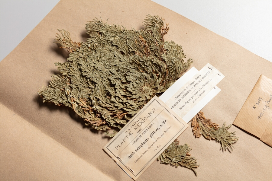 Planche d'herbier du Jardin Botanique de Genève