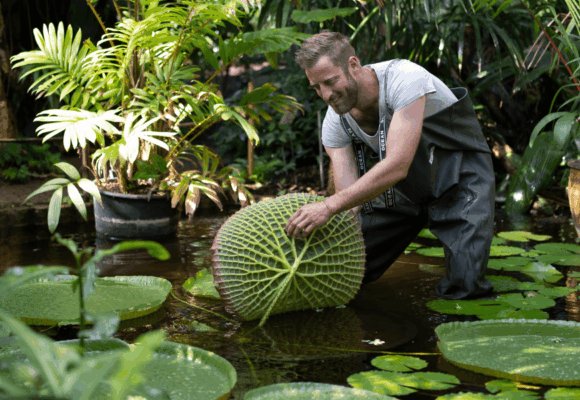 jardinier avec feuilles et plantes tropicales