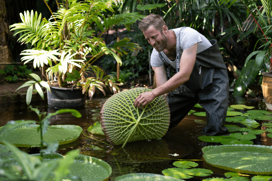 Jardinier dans la serre tropicale du Jardin botanique de Genève soulevant une feuille de nénuphar