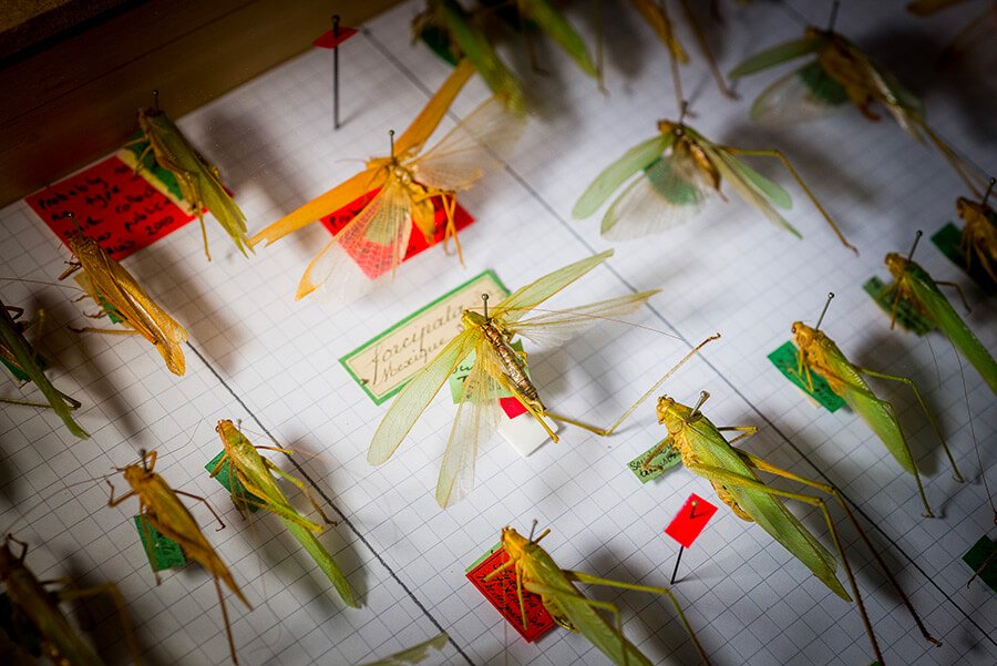 Insectes épinglés sur une feuille cadrillée avec des étiquettes rouges au Muséum d'histoire naturelle